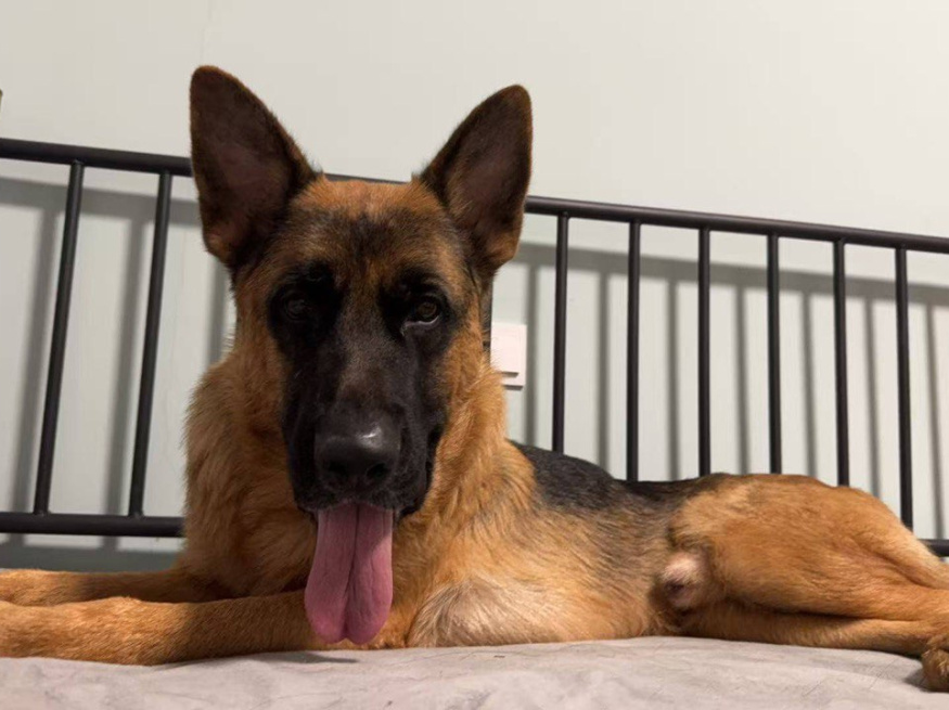 Фред - собака в клубе «Звёздный Пёс»