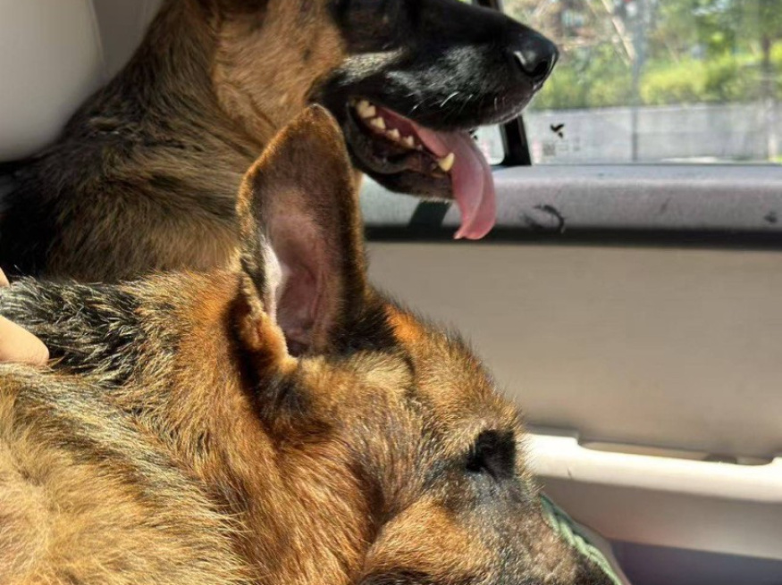 Фред - собака в клубе «Звёздный Пёс»