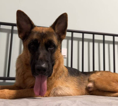 Фред - собака в клубе «Звёздный Пёс»