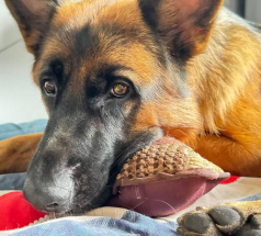 Фред - собака в клубе «Звёздный Пёс»