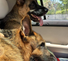 Фред - собака в клубе «Звёздный Пёс»