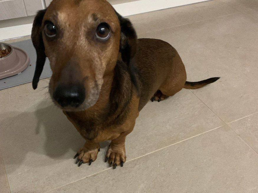 Чаппи - собака в клубе «Звёздный Пёс»