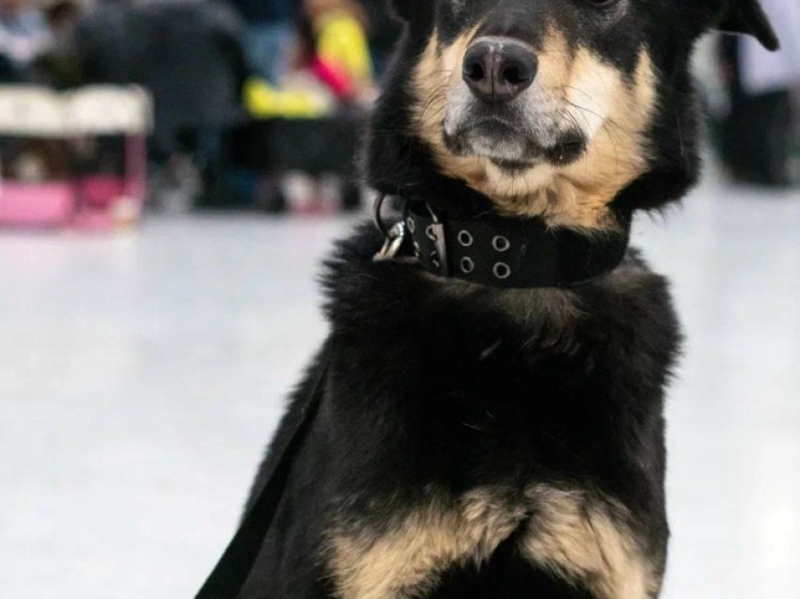 Рэй - караульная собака в клубе «Звёздный Пёс»