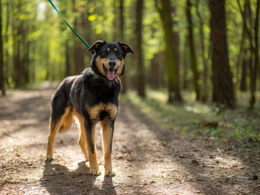 Рей - караульная собака в клубе «Звёздный Пёс»