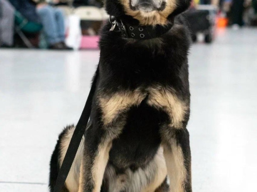 Рэй - караульная собака в клубе «Звёздный Пёс»