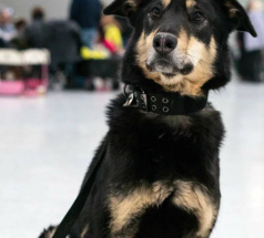 Рэй - караульная собака в клубе «Звёздный Пёс»