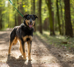 Рей - караульная собака в клубе «Звёздный Пёс»