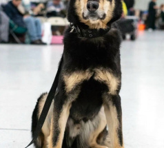 Рэй - караульная собака в клубе «Звёздный Пёс»