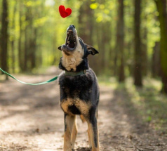 Рей - караульная собака в клубе «Звёздный Пёс»