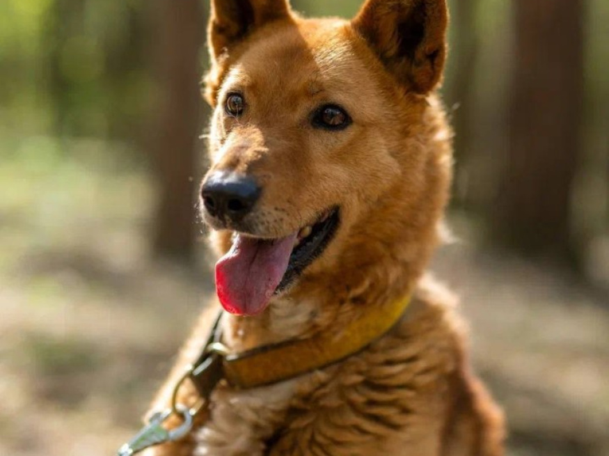 Егор - караульная собака в клубе «Звёздный Пёс»