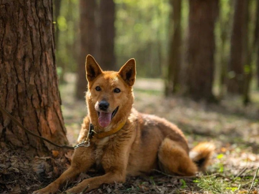Егор - караульная собака в клубе «Звёздный Пёс»
