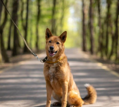 Егор - караульная собака в клубе «Звёздный Пёс»