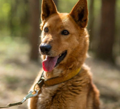 Егор - караульная собака в клубе «Звёздный Пёс»