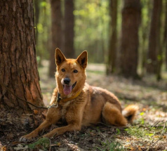 Егор - караульная собака в клубе «Звёздный Пёс»