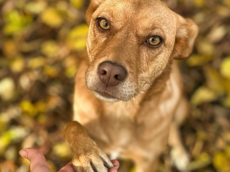 Злата - собака в клубе «Звёздный Пёс»