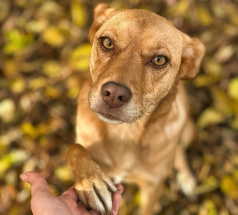 Злата - собака в клубе «Звёздный Пёс»