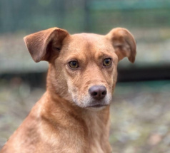 Злата - собака в клубе «Звёздный Пёс»