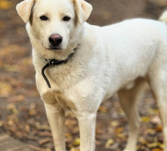 Уно - собака в клубе «Звёздный Пёс»