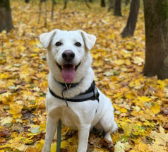 Уно - собака в клубе «Звёздный Пёс»