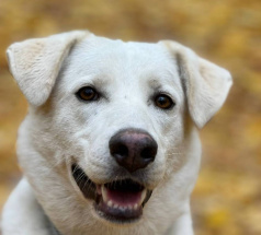 Уно - собака в клубе «Звёздный Пёс»