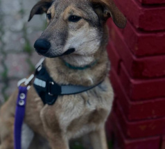 Марсель - караульная собака в клубе «Звёздный Пёс»