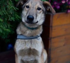 Марсель - караульная собака в клубе «Звёздный Пёс»