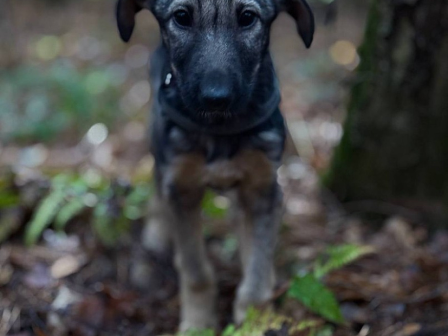 Серсея - собака в клубе «Звёздный Пёс»
