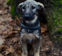 Серсея - собака в клубе «Звёздный Пёс»
