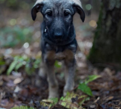 Серсея - собака в клубе «Звёздный Пёс»