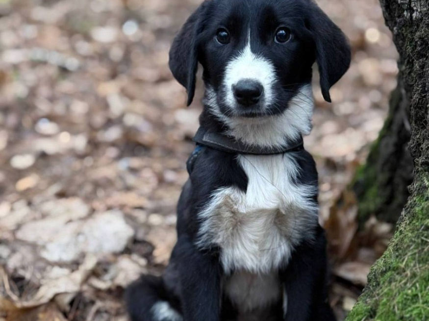 Сет - собака в клубе «Звёздный Пёс»
