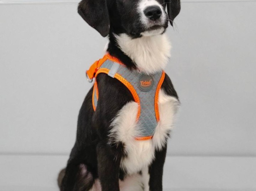 Сет - собака в клубе «Звёздный Пёс»