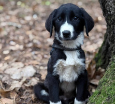 Сет - собака в клубе «Звёздный Пёс»