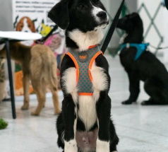 Сет - собака в клубе «Звёздный Пёс»