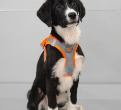 Сет - собака в клубе «Звёздный Пёс»