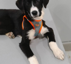 Сет - собака в клубе «Звёздный Пёс»