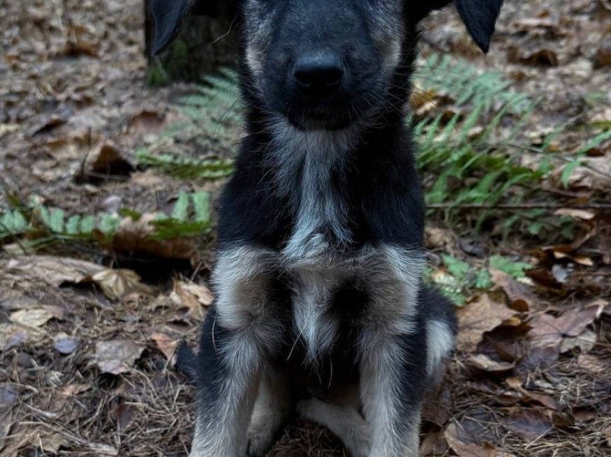 Теодор - собака в клубе «Звёздный Пёс»