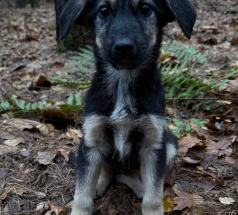 Теодор - собака в клубе «Звёздный Пёс»