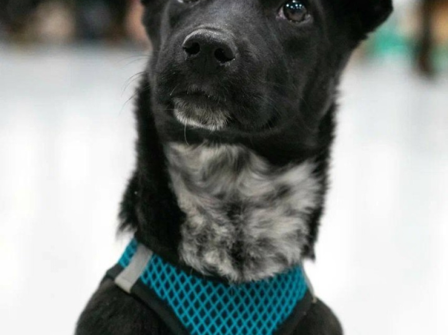 Риена - собака в клубе «Звёздный Пёс»