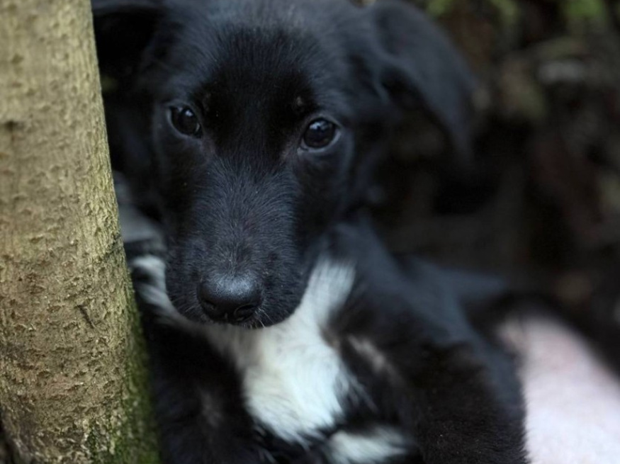 Риена - собака в клубе «Звёздный Пёс»