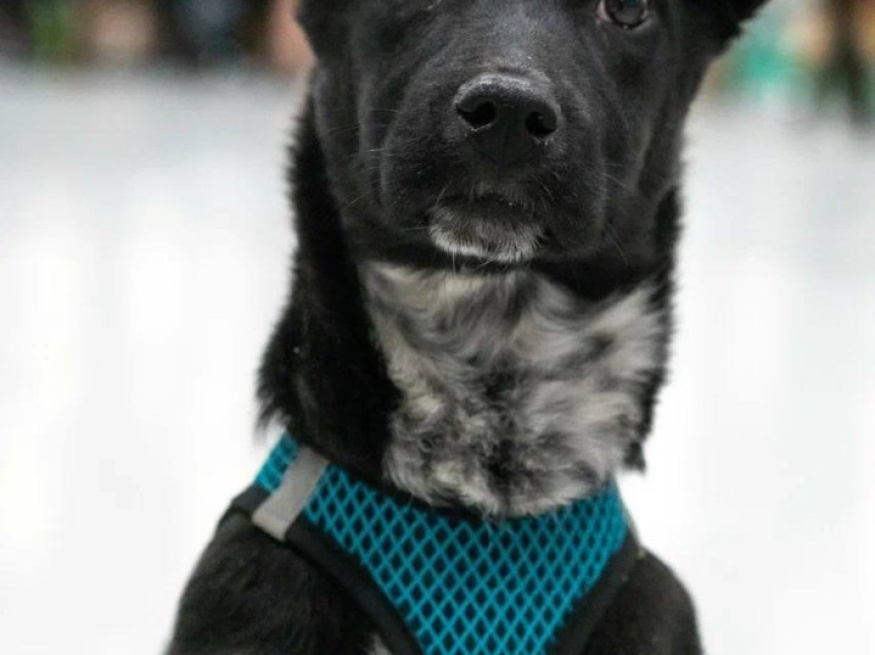 Риена - собака в клубе «Звёздный Пёс»