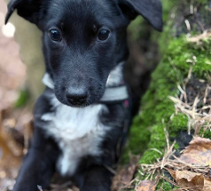 Риена - собака в клубе «Звёздный Пёс»