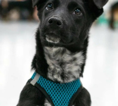 Риена - собака в клубе «Звёздный Пёс»