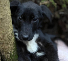 Риена - собака в клубе «Звёздный Пёс»