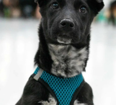 Риена - собака в клубе «Звёздный Пёс»