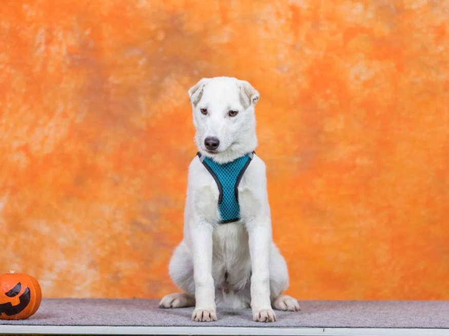 Норд - собака в клубе «Звёздный Пёс»