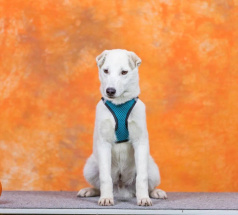 Норд - собака в клубе «Звёздный Пёс»