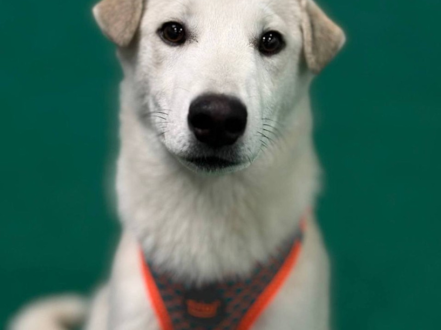 Умник - собака в клубе «Звёздный Пёс»