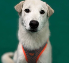 Умник - собака в клубе «Звёздный Пёс»