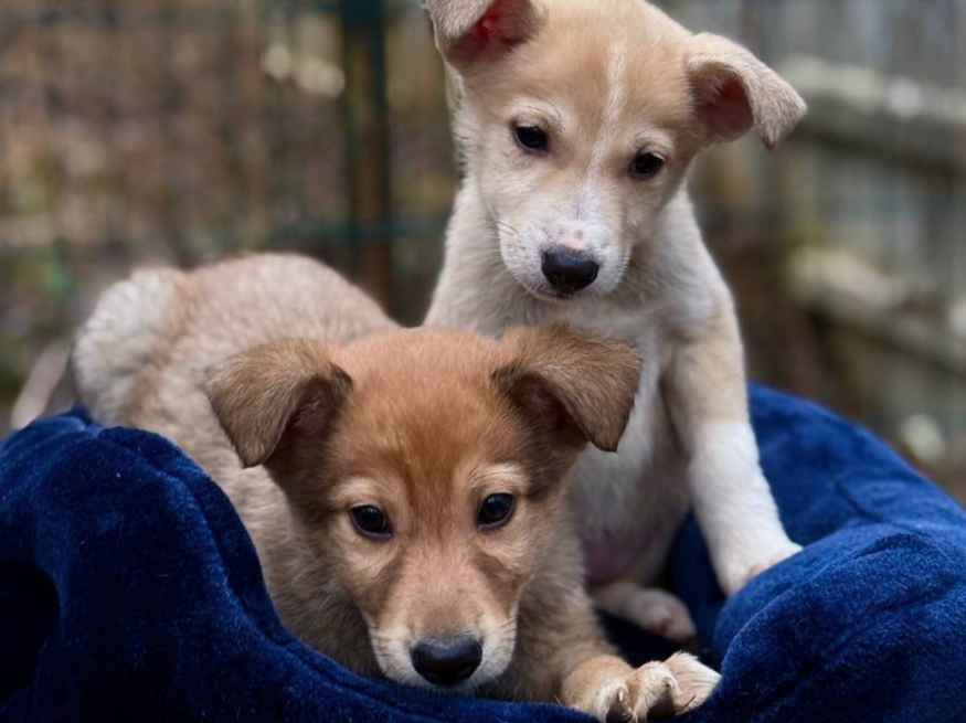 Латте - собака в клубе «Звёздный Пёс»
