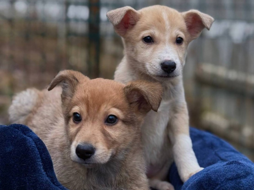 Латте - собака в клубе «Звёздный Пёс»